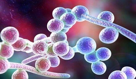 Candida gomba